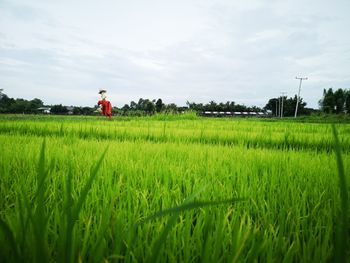 Scenic view of agricultural field against sky