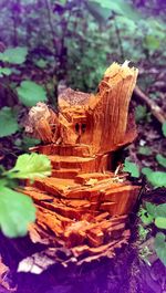 Close-up of wood on log in forest