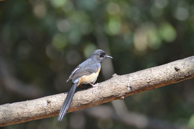 Close-up of bird perching on branch