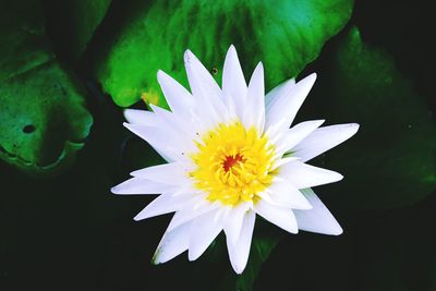 Close-up of white water lily
