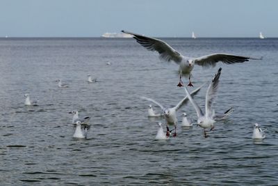 Seagulls flying over sea against sky