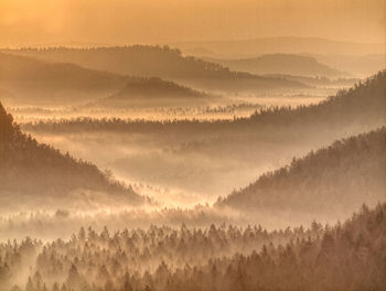 Strong sun rays illuminating sharp treetops of misty forest scenery with fresh and vibrant  foliage