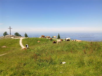 Cows grazing on landscape against clear sky