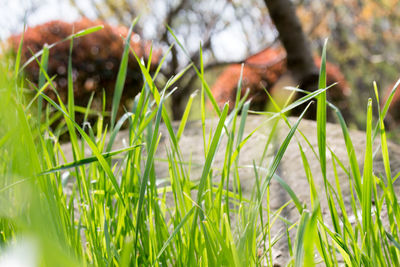 Close-up of grass