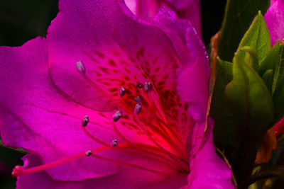 Close-up of pink rose flower