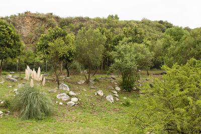 Plants and trees on field