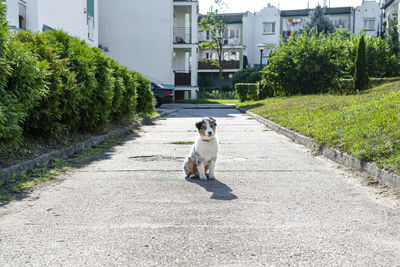 Australian shepherd dog with colored eyes and nose sits on a concrete pavement with mouth closed.