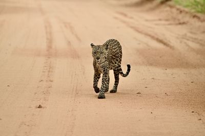 Wet leopard 