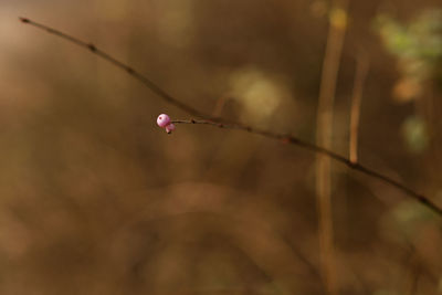 twig