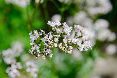 Close-up of white flowering plant