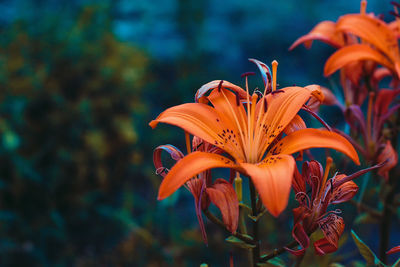 Close-up of orange lily plant