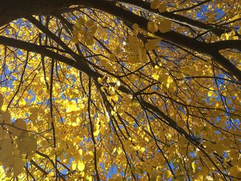 Low angle view of tree against sky during autumn