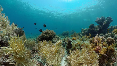 undersea