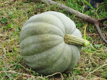 High angle view of pumpkin on field