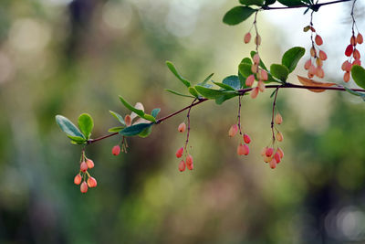 Close-up of red berries growing on tree