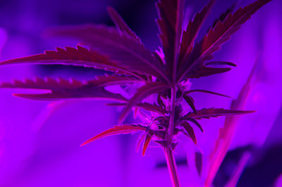 Low angle view of cannabis plant