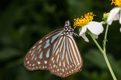 Close-up of butterfly pollinating on flower