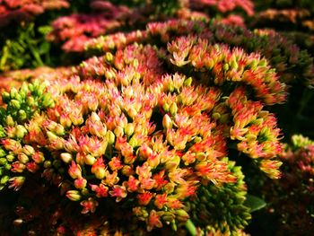 Close-up of pink flowering plants