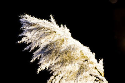 Close-up of white flower over black background