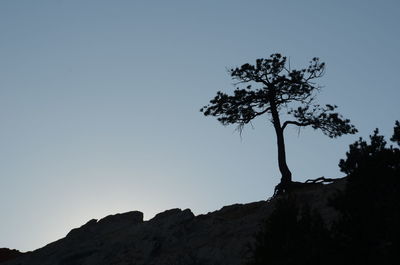 Low angle view of silhouette tree against clear sky