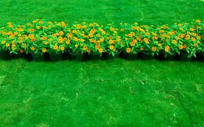 Multi colored flowers on field