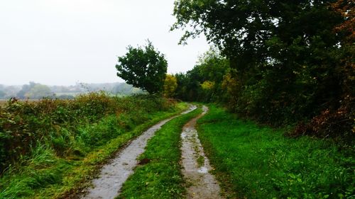 Dirt road passing through forest