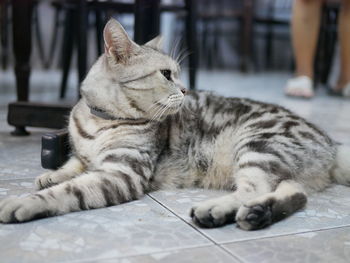 Cat sleeping on floor