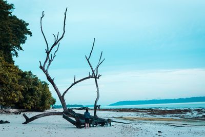 Bare trees on beach against sky