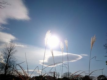 Low angle view of trees against blue sky