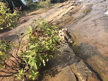 High angle view of rocks