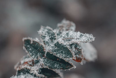 Close-up of frozen plant