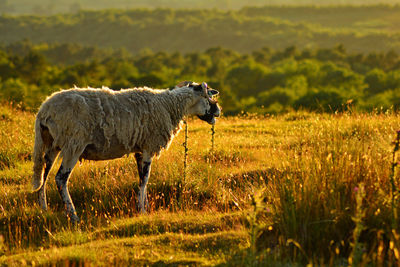 Horse standing on field