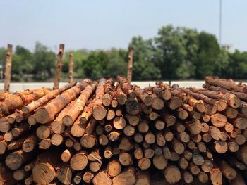 Stack of logs