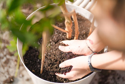 Cropped hand holding potted plant