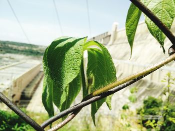 Close-up of fresh green plant against sky