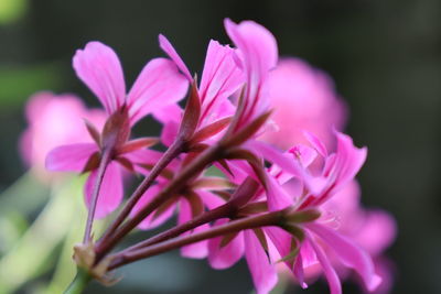 Close-up of pink flowering plant