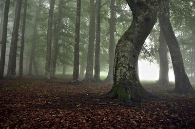 Trees in forest