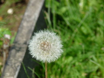 Close-up of dandelion flower