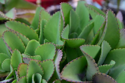 succulent plant