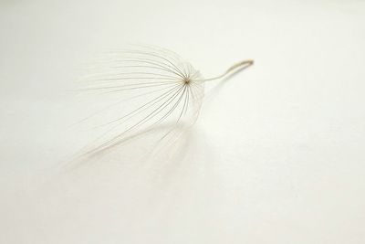 Close-up of dandelion against white background