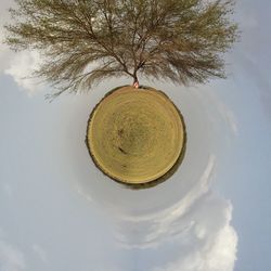 Low angle view of trees against sky