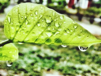 Close-up of water drops on leaf