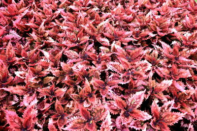 Full frame shot of pink flowering plants