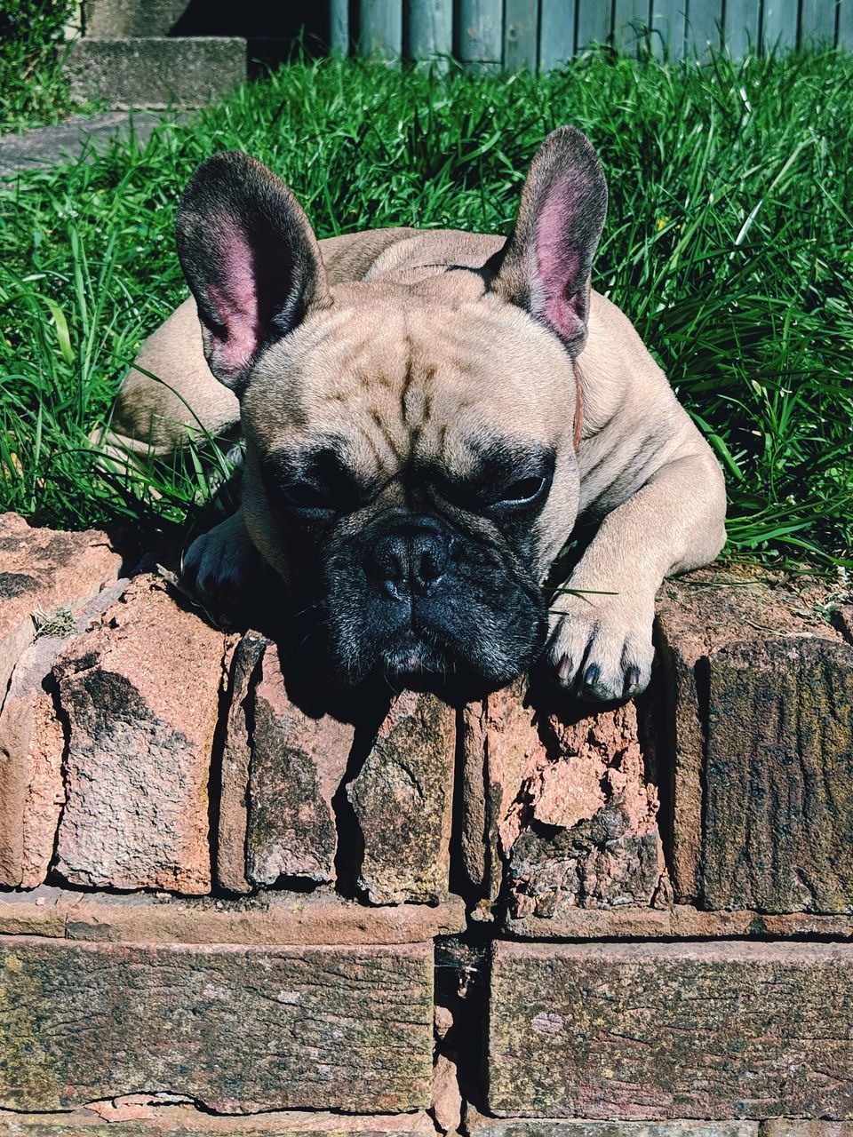 HIGH ANGLE VIEW OF DOG RELAXING ON PLANT