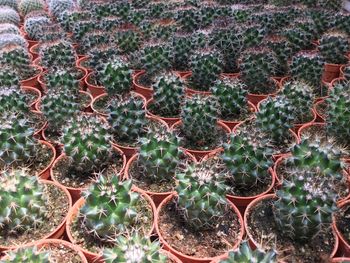 Full frame shot of cactus potted plants