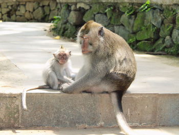 Two cats sitting on retaining wall