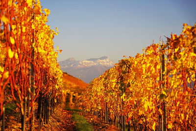 Scenic view of trees by mountain against sky during autumn