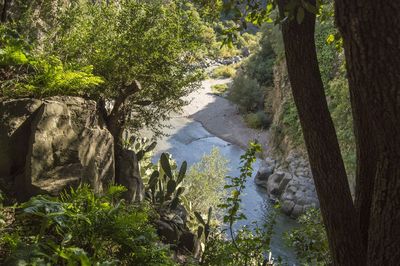 Trees and plants growing on rock