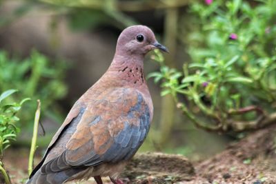 Close-up of bird perching on rock