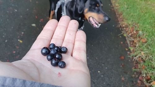 High angle view of person hand holding fruit